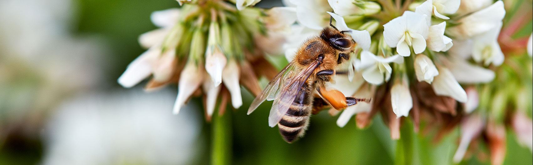 Biodling Bin som sitter på blommor