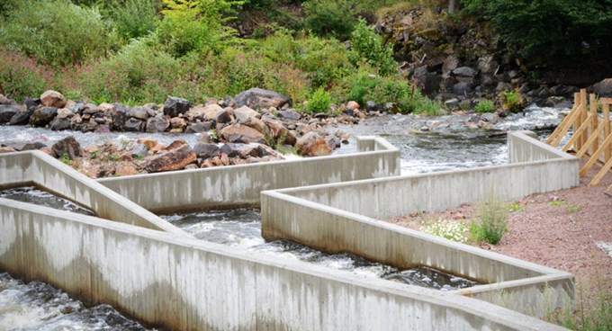 En fisktrappa för att stötta biologisk mångfald.